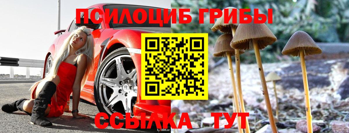 Псилоцибиновые грибы Psilocybe  Вход с VPN  Великий Новгород  Псилоцибиновые грибы мицелий 